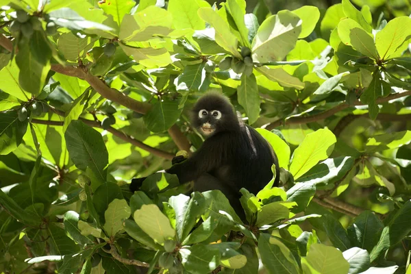 Mono Blanco Negro Bosque — Foto de Stock