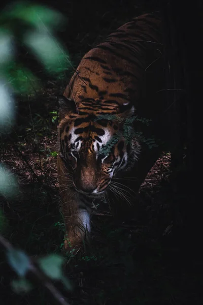 Primo Piano Una Tigre Allo Zoo — Foto Stock