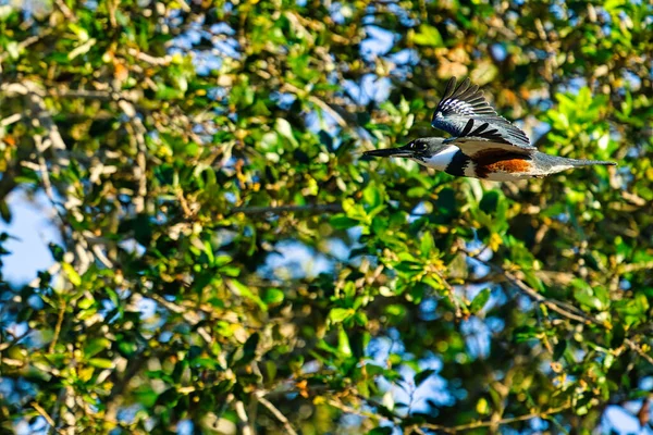 Ptak Drzewie — Zdjęcie stockowe