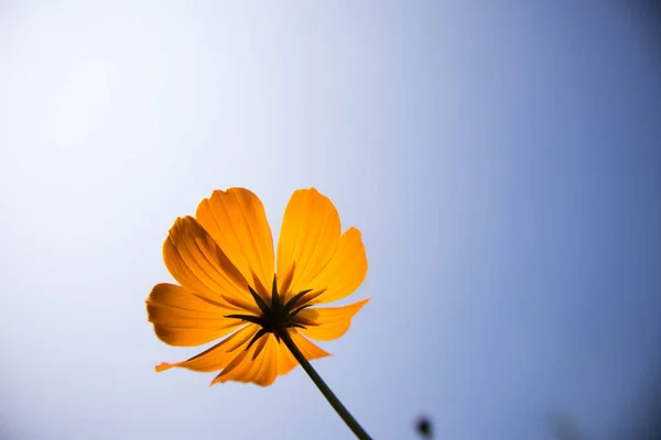 Hermosa Flor Jardín —  Fotos de Stock