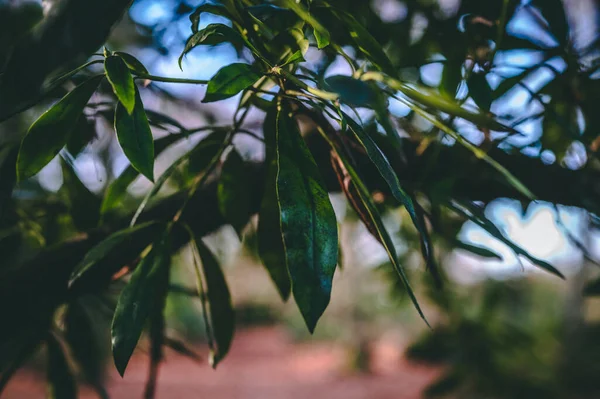 Зеленые Листья Флора Природа — стоковое фото