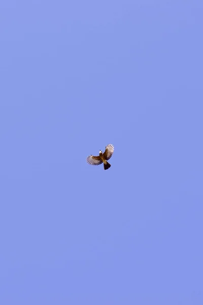 Oiseau Volant Dans Ciel — Photo