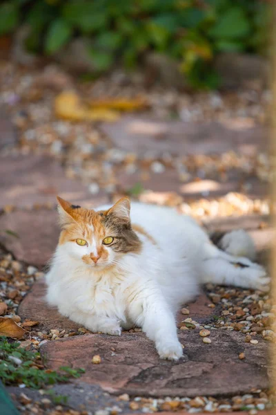 정원에 고양이 — 스톡 사진