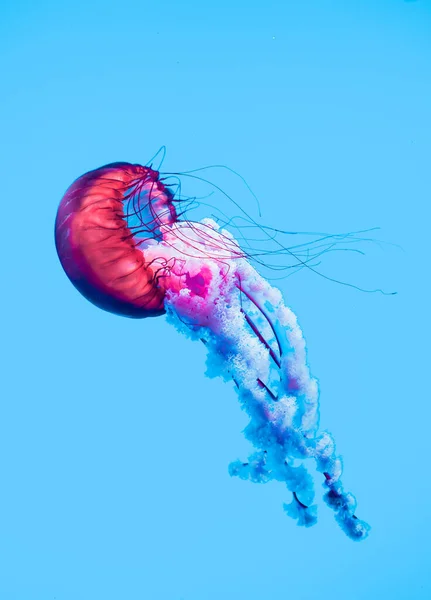 Meduse Acqua — Foto Stock