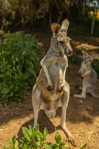 Närbild Ung Känguru Djurparken — Stockfoto