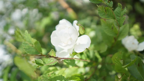 Bellissimi Fiori Bianchi Giardino — Foto Stock