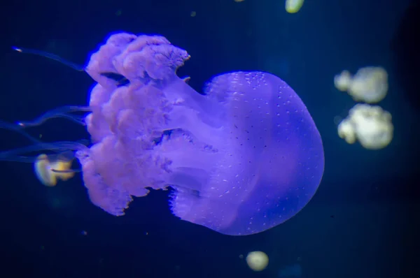 Медузы Аквариуме — стоковое фото