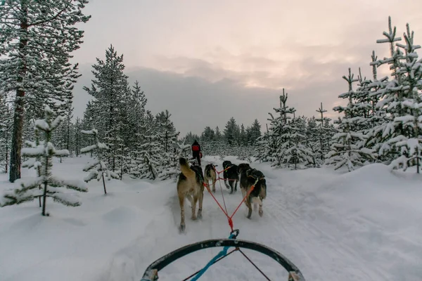 Paisaje Invernal Con Perros Nieve Árboles —  Fotos de Stock