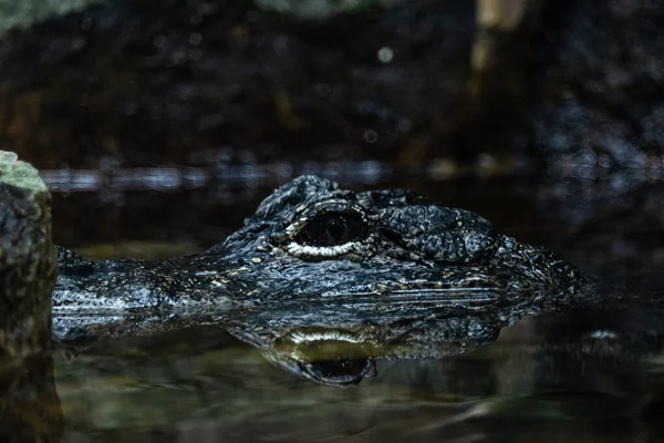 Crocodile Water — Stock Photo, Image