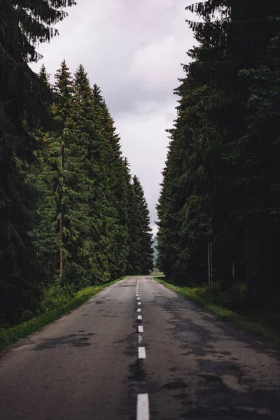 Дорога Лесу — стоковое фото
