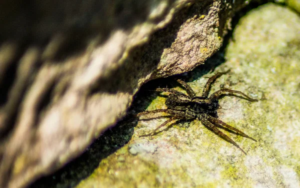Close Spider Tree — стоковое фото