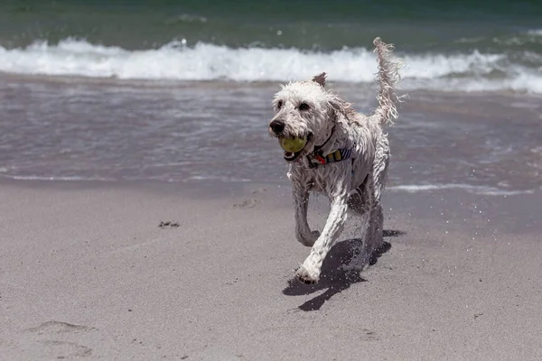 在海滩上玩得开心的狗 看着摄像机 — 图库照片