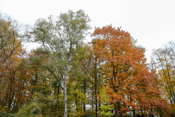 Outono Paisagem Com Árvores Folhas — Fotografia de Stock