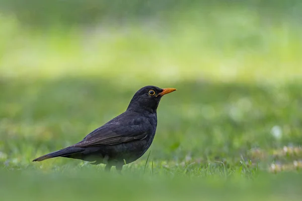 Gros Plan Merle Tête Noire Sur Une Herbe Verte — Photo