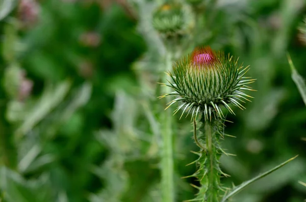 Vackra Blommor Trädgården — Stockfoto