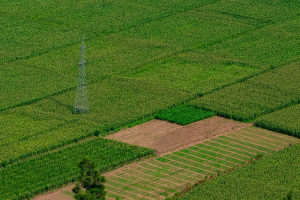 Campo Verde Plantação — Fotografia de Stock