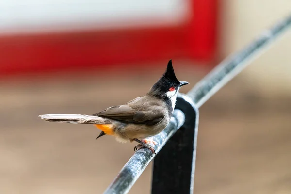 Closeup View Small Bird — Stock Photo, Image