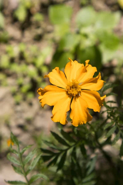 Yellow Flower Garden — Stock Photo, Image