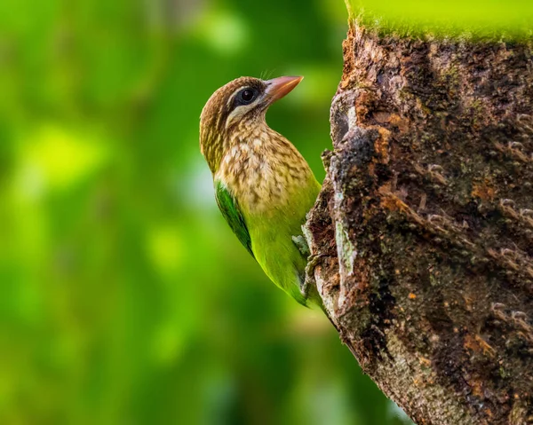 Hermoso Tiro Pájaro Hábitat Natural —  Fotos de Stock