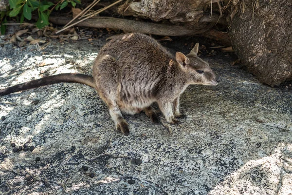 Closeup Shot Cute Kangaroo Forest — Stock Photo, Image