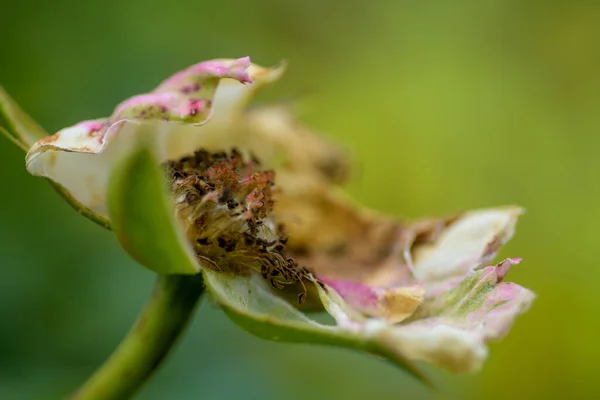 Κοντά Μια Μέλισσα Ένα Πράσινο Φύλλο — Φωτογραφία Αρχείου