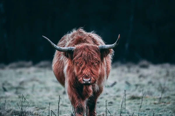 一只长着绿角的漂亮公牛的特写镜头 — 图库照片