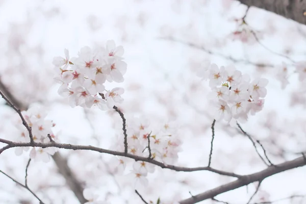 花园里美丽的春花 — 图库照片