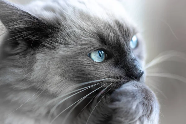 青い目を持つ灰色の猫 — ストック写真