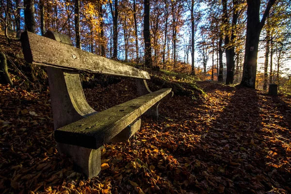 Podzimní Les Parku — Stock fotografie