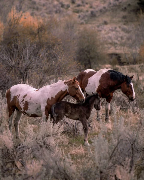 Herd Horses Utah Desert — Stock Photo, Image