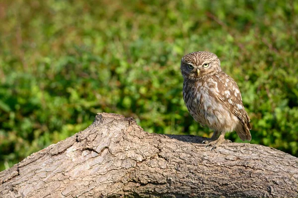 Schöne Aufnahme Eines Vogels Natürlichem Lebensraum — Stockfoto