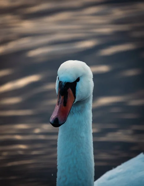 Schöner Schwan Auf Der Wasseroberfläche Des Sees — Stockfoto