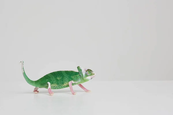 Lagarto Verde Sobre Fundo Branco — Fotografia de Stock