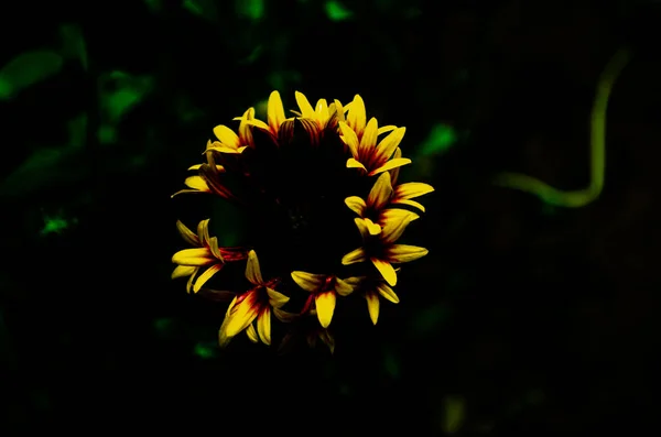 花园里美丽的花 — 图库照片