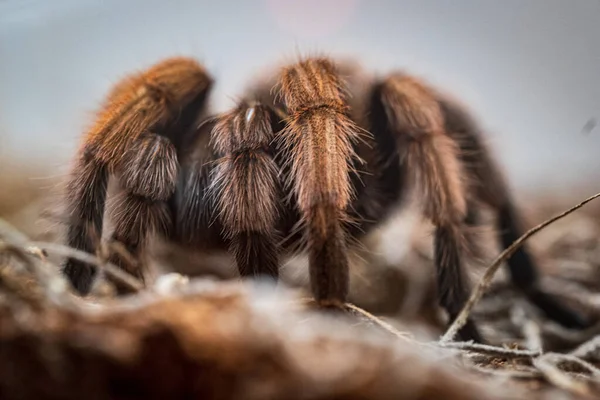 白い背景にクモの巣を作り — ストック写真