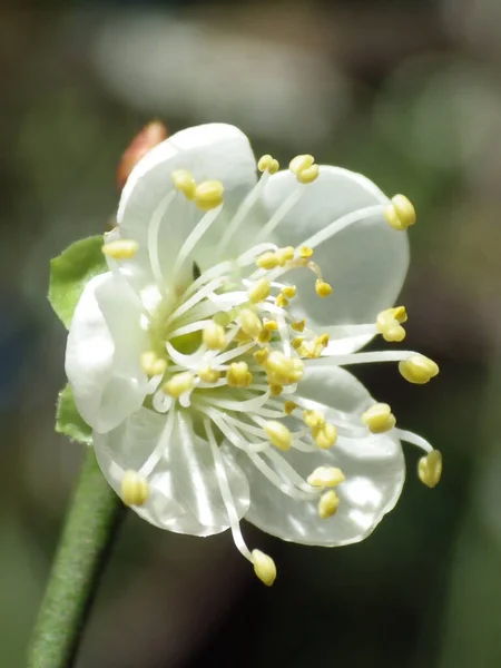 Piękny Botaniczny Strzał Naturalna Tapeta Kwiat — Zdjęcie stockowe
