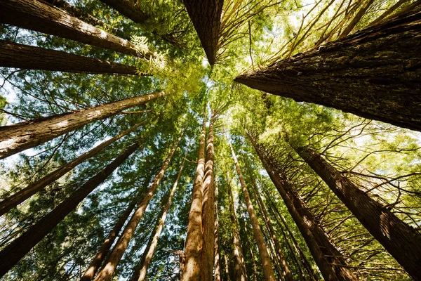 Сосновий Ліс Вранці — стокове фото