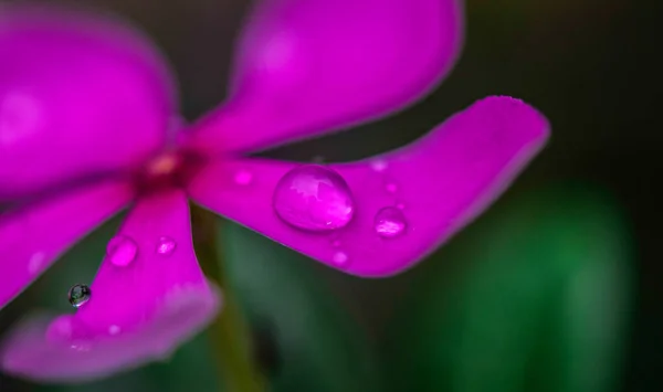 Suda Çiy Damlaları Olan Güzel Pembe Bir Çiçek — Stok fotoğraf