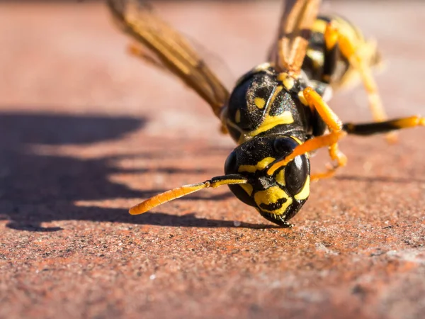 Gros Plan Sur Les Insectes Dans Nature Sauvage — Photo