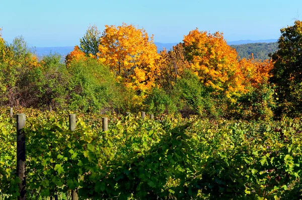 Winnica Sezonie Jesiennym — Zdjęcie stockowe