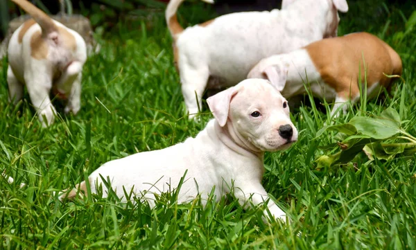 Netter Hund Auf Grünem Gras — Stockfoto