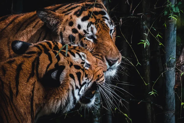 Primo Piano Una Tigre Allo Zoo — Foto Stock