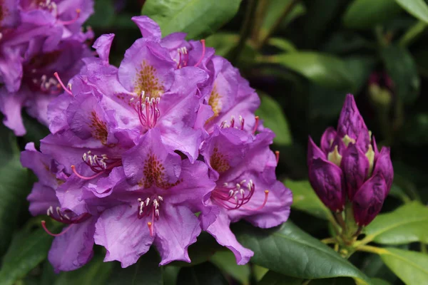 Schöne Lila Blumen Garten — Stockfoto