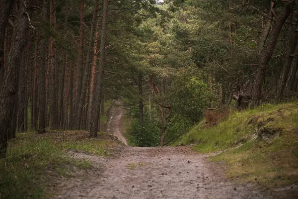 Prachtig Uitzicht Het Parkpad — Stockfoto