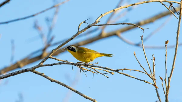 Close Zicht Van Kleine Vogel — Stockfoto