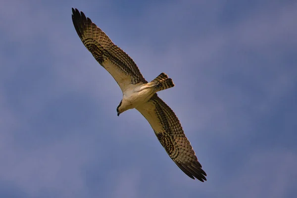 Pássaro Voando Céu — Fotografia de Stock