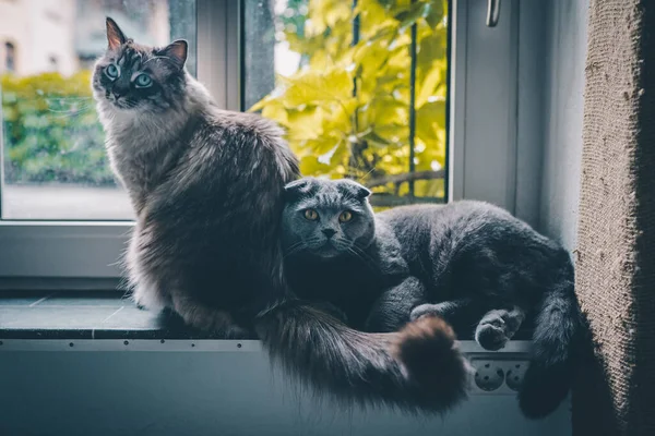 Gato Preto Branco Sentado Peitoril Janela — Fotografia de Stock