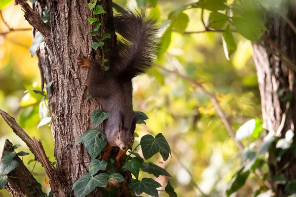 Écureuil Est Assis Sur Une Branche Arbre — Photo