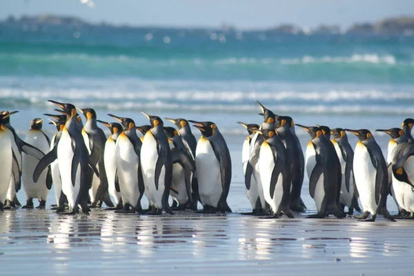 Gentoo Penguins Beach — Stock Photo, Image