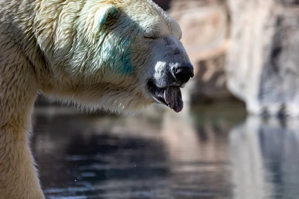 一只棕熊在水里的特写镜头 — 图库照片